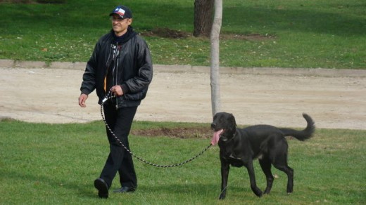 DICEN QUE LOS DUEÑOS NOS PARECEMOS A NUESTROS PERROS O SERAN NUESTROS PERROS LOS QUE SE PARECEN A SUS DUEÑOS.......